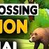 How To Make 3D Animals Fountain Crossing Animations Complete Tutorial