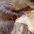 Busy Beavers Build Dam Ahead Of Winter Yellowstone BBC Earth