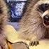 Funny Raccoons Party Взрывная вечеринка енотов попробуй не засмеяться