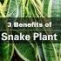 3 Benefits Of Snake Plant