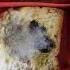 Growth Of Mould Fungus On Bread