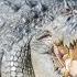 Saltwater Crocodiles Need To WARM UP And COOL DOWN To Survive