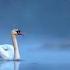 Tchaikovsky Tchaikovsky Swan Lake Op 20 TH 12 Act 2 No 13a Danse Des Cygnes Valse