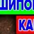 РОЗА ИЛИ ШИПОВНИК КАК ОПРЕДЕЛИТЬ И УДАЛИТЬ ШИПОВНИК С РОЗЫ