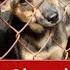 MatePet Dog Meat Market Rescue The Cruel Reality Of The Dog Meat Trade