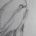 BIRDS SKETCH EGRET SKETCH