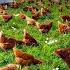 How To Raising Millions Of Free Range Chicken For Eggs And Meat Chicken Farming Meat Factory