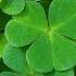 A Brief History About The Shamrock