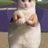 Meme Cat Dancing In My Game Roblox Catmemes Cat Game Fyp Funny