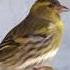 Голоса птиц Чиж лат Carduelis Spinus