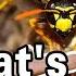 What Is The Difference Between Bees Wasps And Hornets