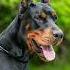 Choose Your Dog Rottweiler Doberman Husky Dogsoftiktok Chien Cutedog Dog Dogs Doglover