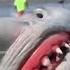 Funny Shark Puppet Instagram Videos Compilation 2019 Best Shark Puppet Videos W Tittles