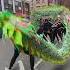 Dragon Dance 2023 Chinese New Year Celebration Boston 2 Shorts Tiktok