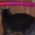 Cat Plays With Hula Hoop