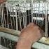 AI In Poultry Artificial Insemination In Poultry