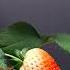 Strawberry Ripening