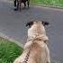 Kangal Vs Cane Corso