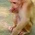 Cute Tiny Baby Monkey Funny Blissful Moment Most Adorable Baby Monkey