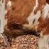 Simmental Buqalarni Zorlari Arzonchi Akamizdan Buqalar 998102977 Rek Simmental Oltariqchorva