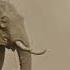 The Tragic Tale Of Mary The Elephant