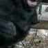 Gorilla Ozala Screams At Charging Silverback