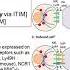 Naturalkillercells Mechanism Of Recognizing Self From Non Slef