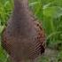 Коростель Crex Crex Corncrake