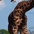 Поведение больших жирафов в брачный сезон Giraffe