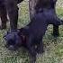 Amazing Big Dog Try Mating Small Dog At Garden Funny Dog Meeting And Mating