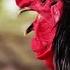 Rooster Crowing Video 1 Hour Sound Effect