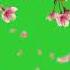 Beautiful Cherry Blossoms Falling Leafs Green Screen