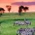 The Serengeti 4K Scenic Wildlife Film With African Music