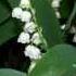 Toxic Impostor Plant Lily Of The Valley And Allium Species