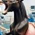 Doctors Save Pregnant Mare Horse Mare Pregnant Humanity Helptheanimals Horselover Foal