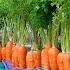 How To Grow Carrots At Home Very Simple Every Season Has Clean Carrots To Eat