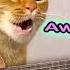 Awooawoooh Cat Song The Singing Cat Catchy Tune