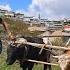 Hard Life In Mountain DAGESTAN Village How People Live In Russia Now