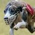 Can Top 10 Fastest Dog Breeds Beat The Cheetah Top 10 Fastest Dog Breeds In The World