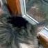 Cute Siberian Forest Cat Teased By Friendly Mouse Outside