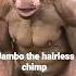 Jambo The Hairless Chimp Shorts HairlessChimp