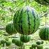 World S Most Expensive Watermelon Japanese Black Watermelon Cultivation Black Watermelon Farm