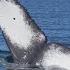 Video Shows Breathtaking Humpback Whale Encounter In British Columbia