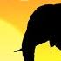 Kids Quiz Guess The Animal From Their Shadow Brain Games Learn About Animals Quiz For Kids