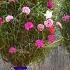 The Latest Way To Plant Purslane Moss Rose Flowers In Hanging Pots