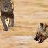 Hyena Attacks Lion Cub And Quickly Regrets It