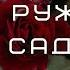 Не та ружа що за садом Українська народна пісня