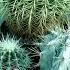 What Cold Damage Is Like On Barrel Cactus Echinocactus Ferocactus Prickly Pear Cactus Opuntia