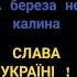 А БЕРЕЗА НЕ КАЛИНА СЛАВА УКРАЇНІ