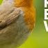 Bird Sounds Bird Songs Without Music Mindfulness Meditation Positive Morning Stress Relief